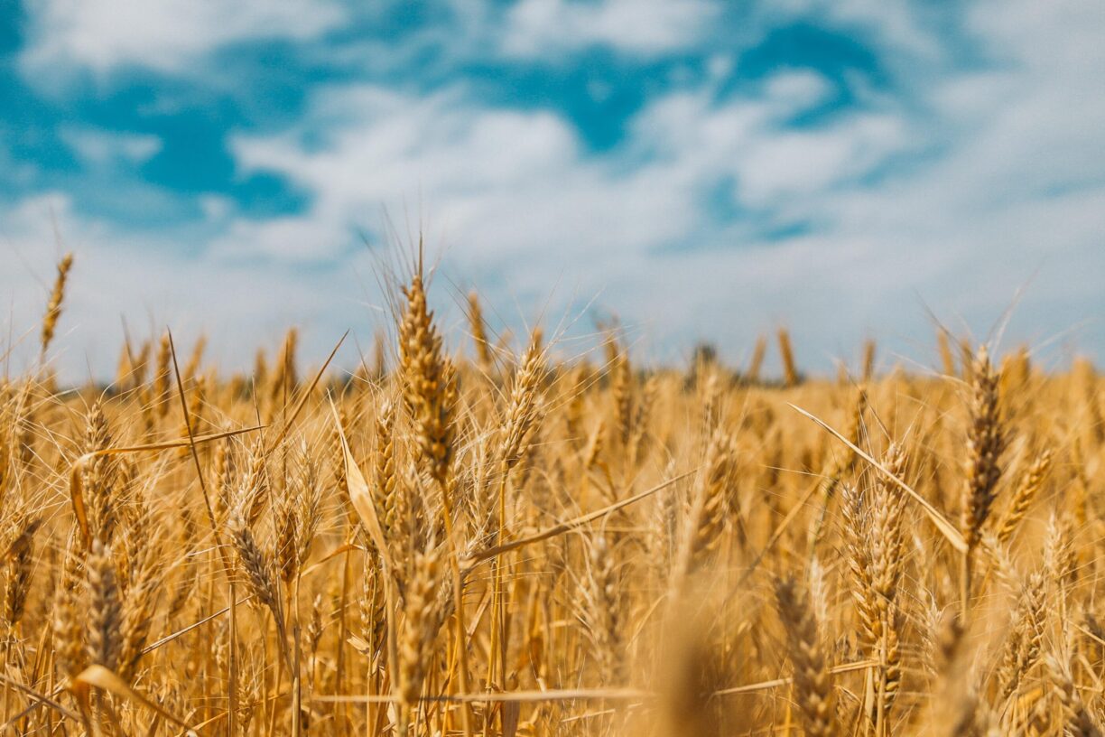Kornåker i Ukraina. Foto: Polina Rytova/Unsplash